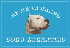 De Gran Chaco Dogo Argentino